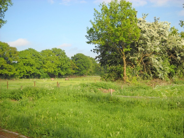 zicht op linker weiland met houtwallen